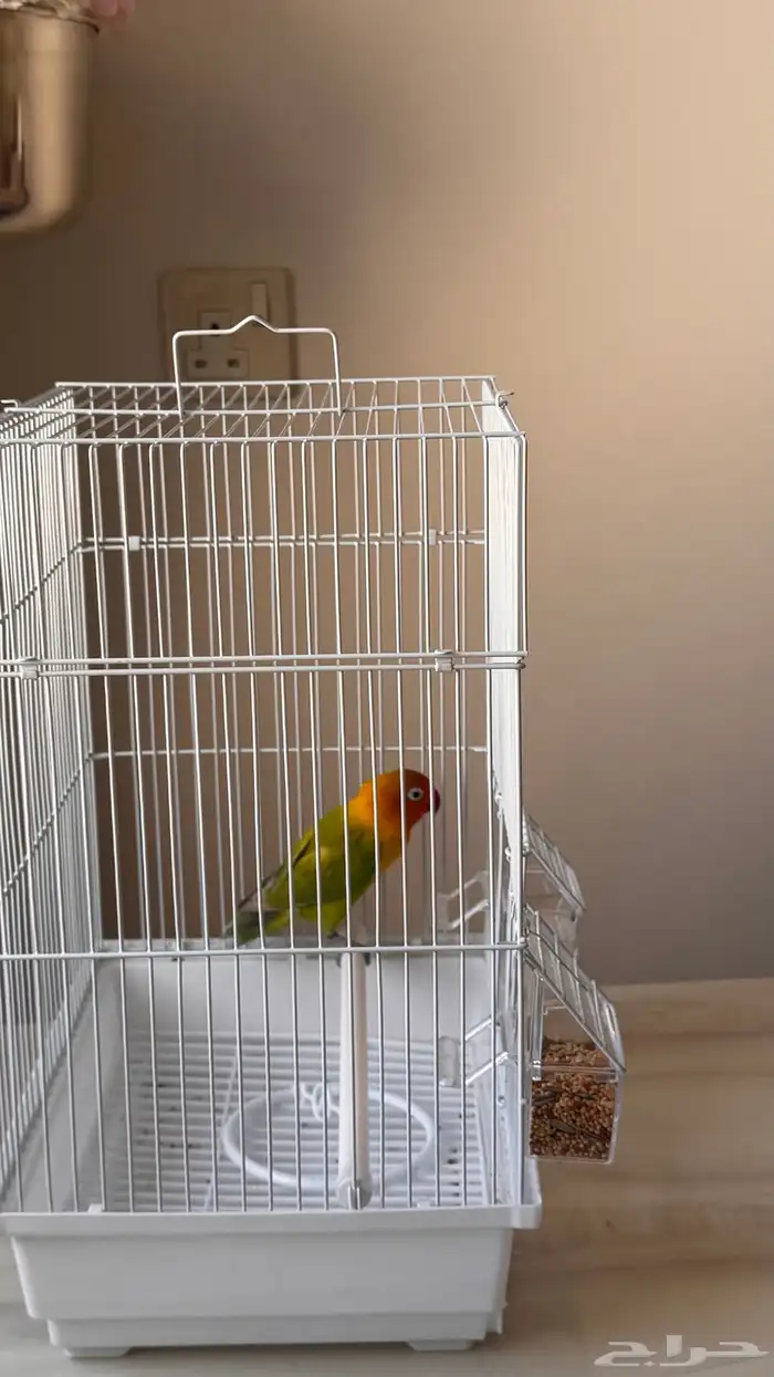 طير روز مع القفص 0