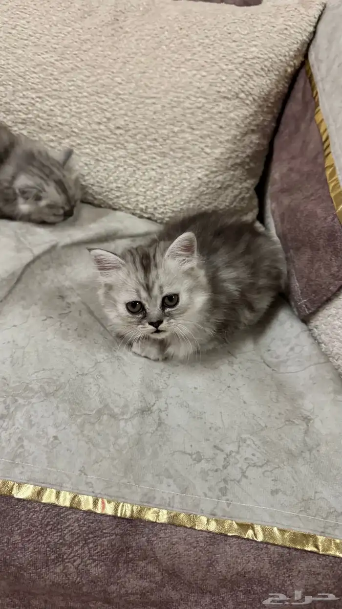 قطتين شيرازي أمريكي عمر شهر ونص ب 250 ريال 2