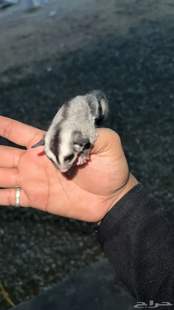 فروخ سنجاب شوقر القلايد العدد 2 7