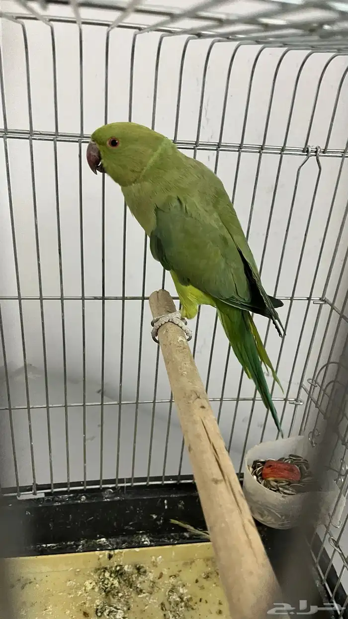 ببغاء الدرة 0