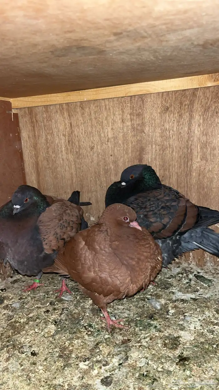 السلام عليكم ورحمة الله وبركاته 2