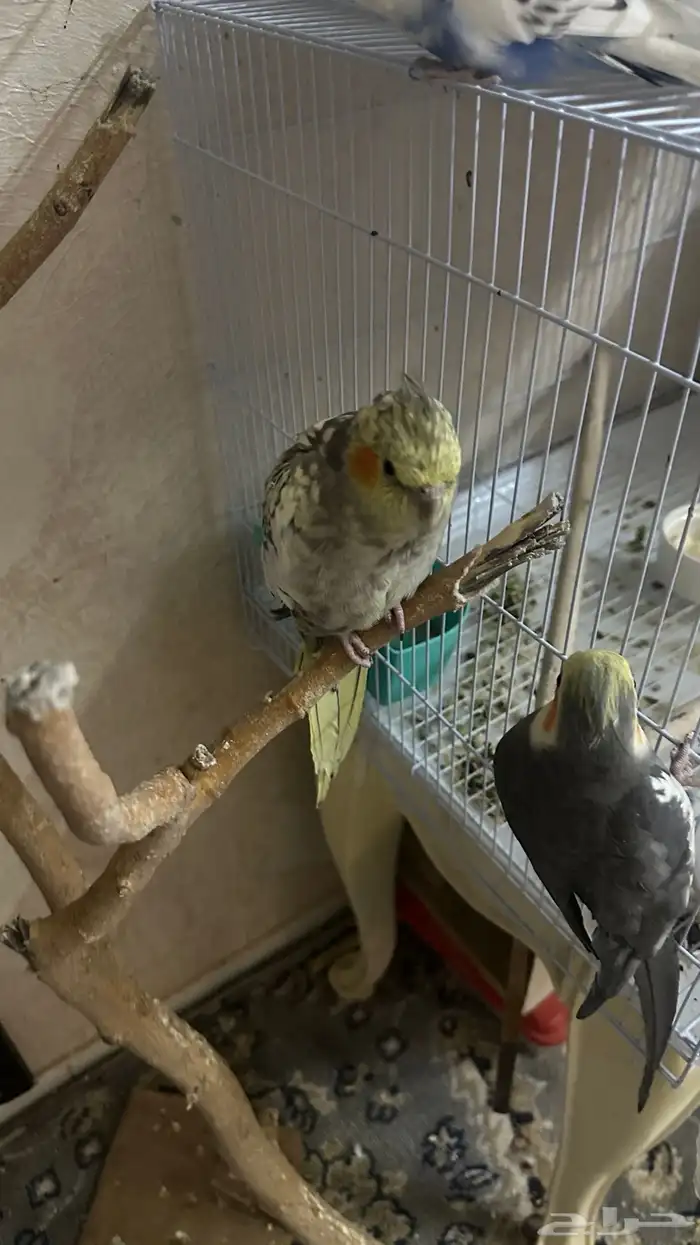 طيور كروان وروز للبيع مع القفص 8