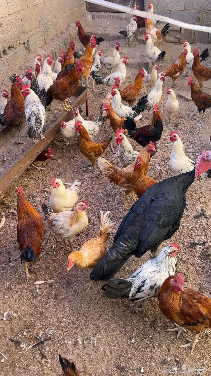 دجاج بلدي للبيع 9