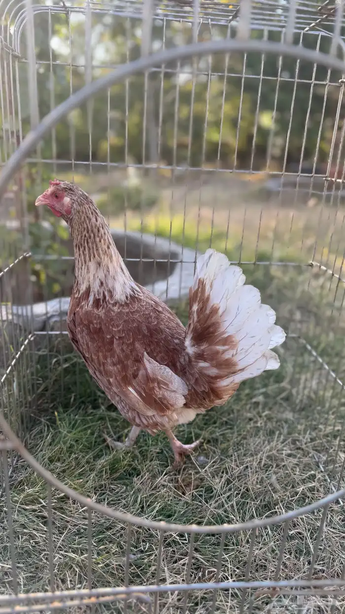 دجاجات أفرق 1