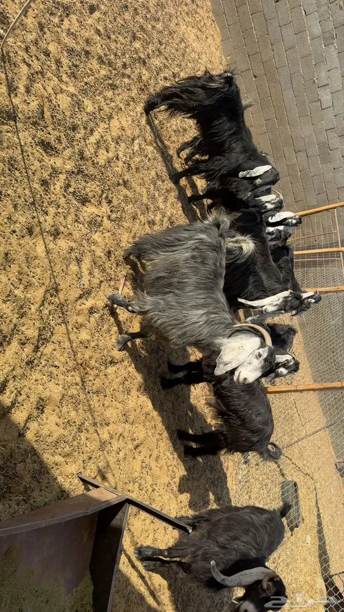 معزى عوارض طيبه بفحلها 0