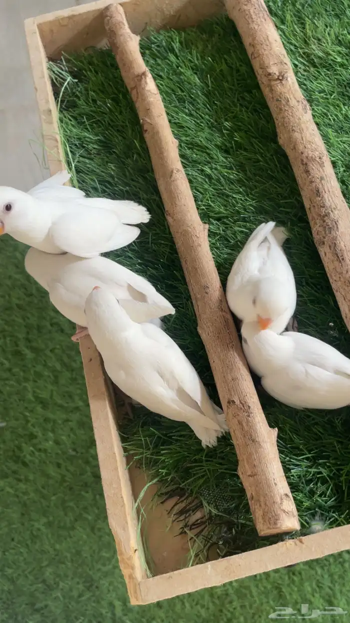 فروخ روز البينو فرخ ( تم البيع ) 7