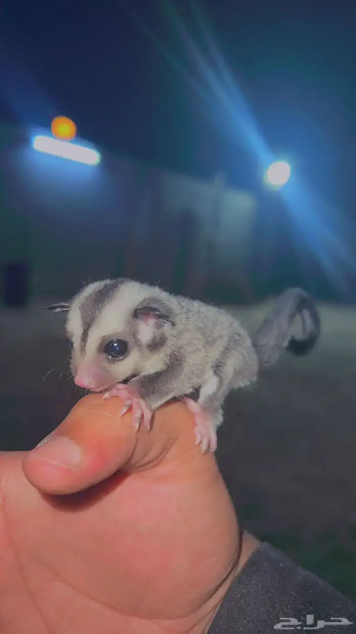 فروخ سنجاب شوقر القلايد العدد 2 3