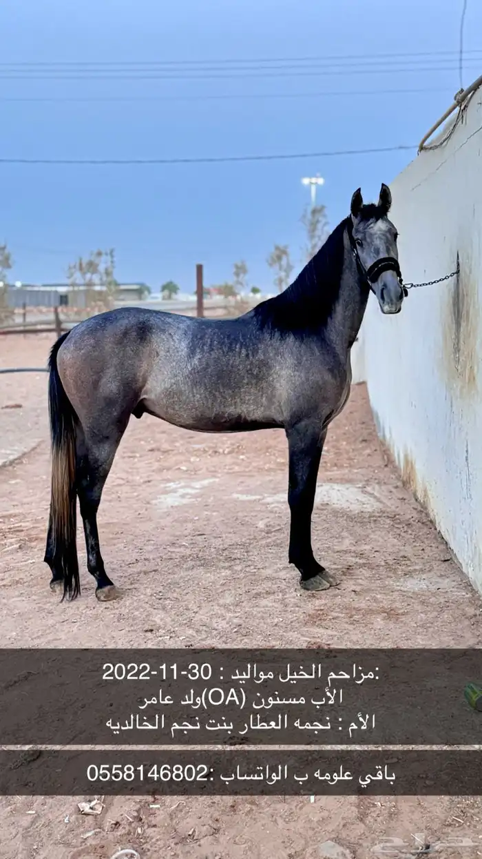 مهر عربي خط سرعه 0