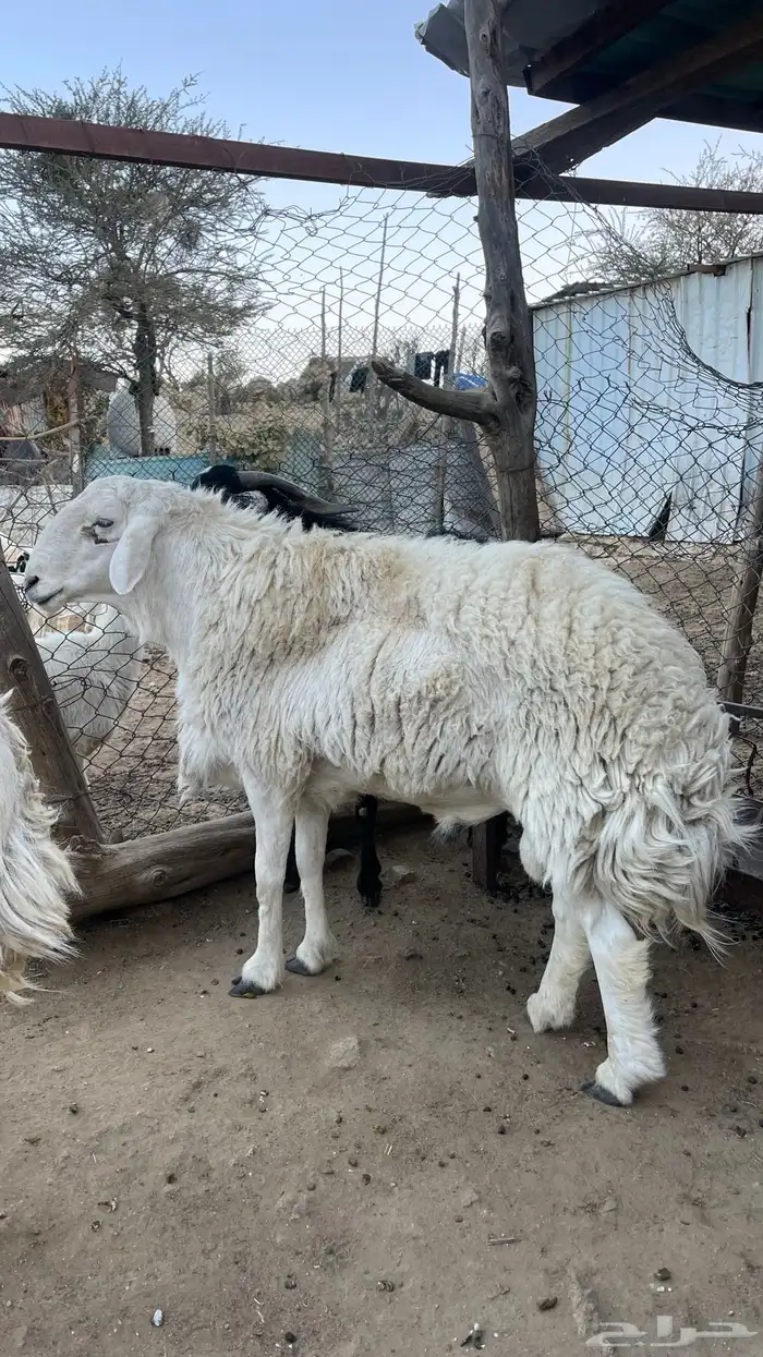 طليان فحول 0