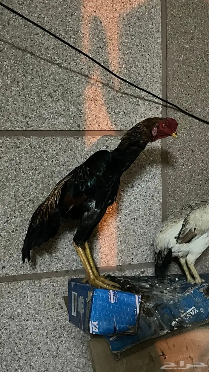 جوز شامو ياباني 1