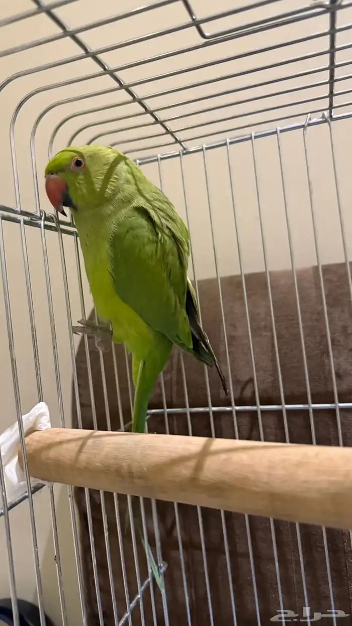 ببغاء الدرة الهندية 1