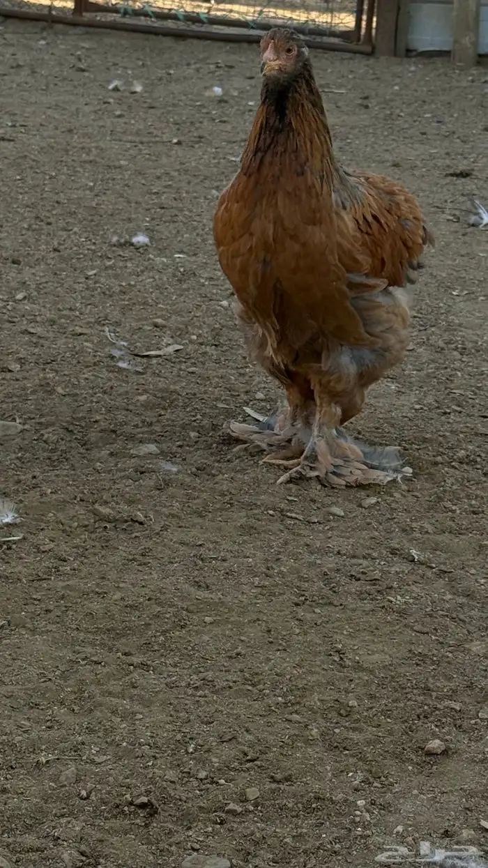 دجاج براهما 6