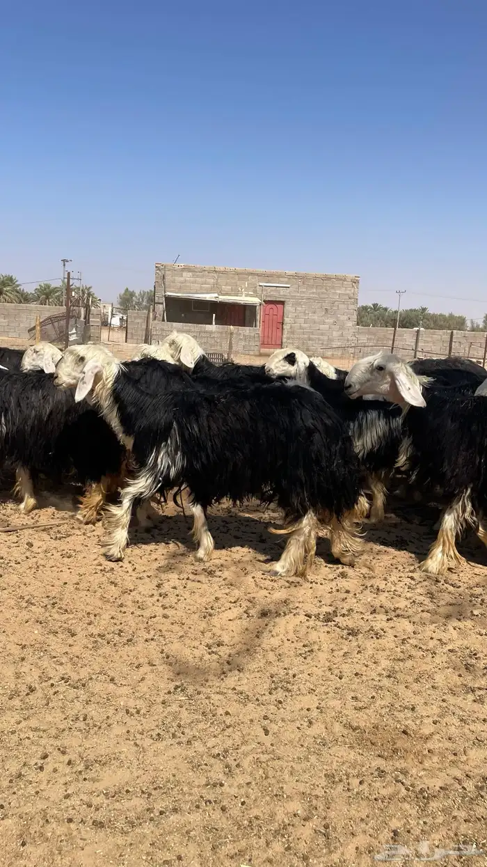 مراح نجد صنف 8