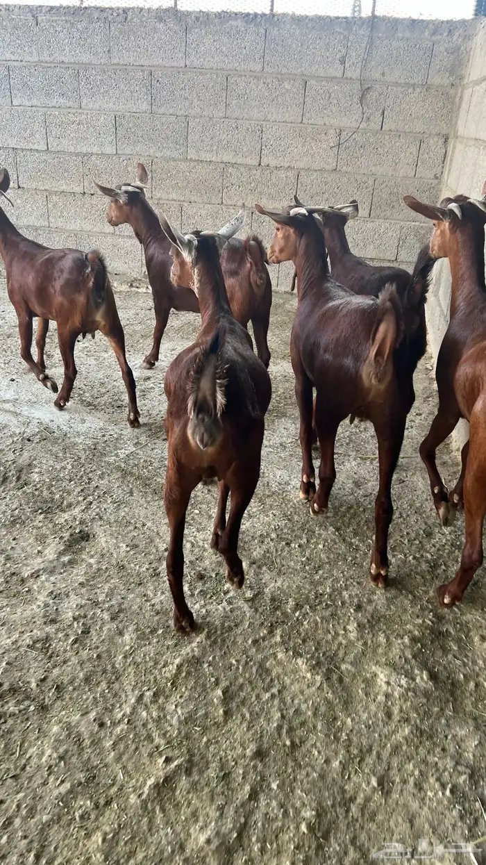 معزا دهم دبس ( تم البيع ) 1