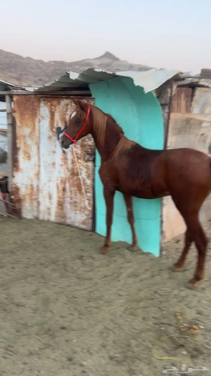 مهر عربي 1