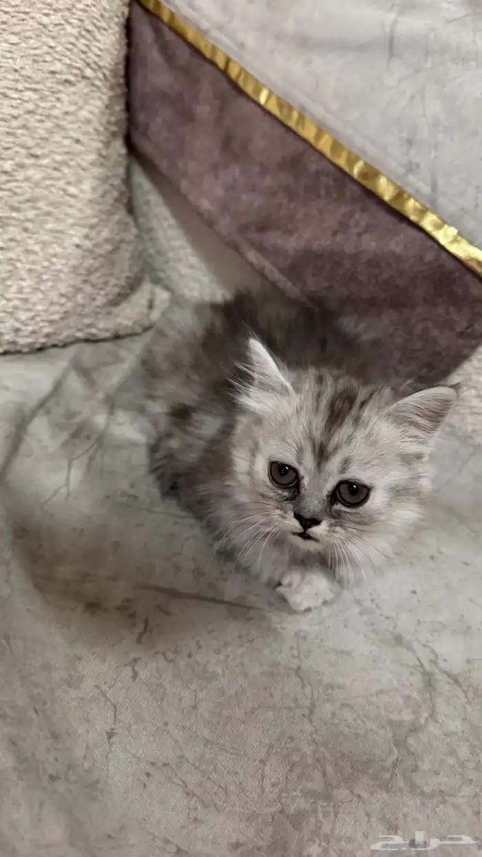 قطتين شيرازي أمريكي عمر شهر ونص ب 250 ريال 1