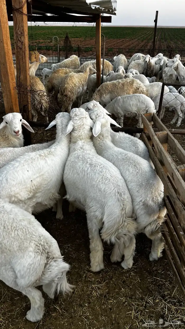 طليان حريات 1