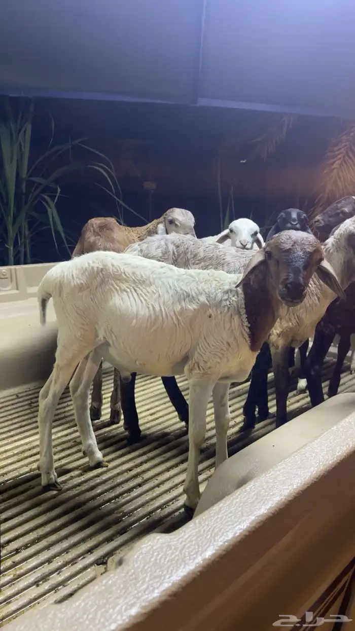 للبيع خرفان تيوس العمر 5شهور لبانيه 0