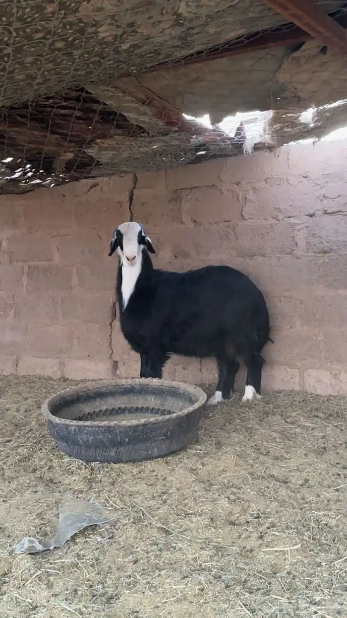 طليان ذبايح للبيع طيبه بالحيل 0