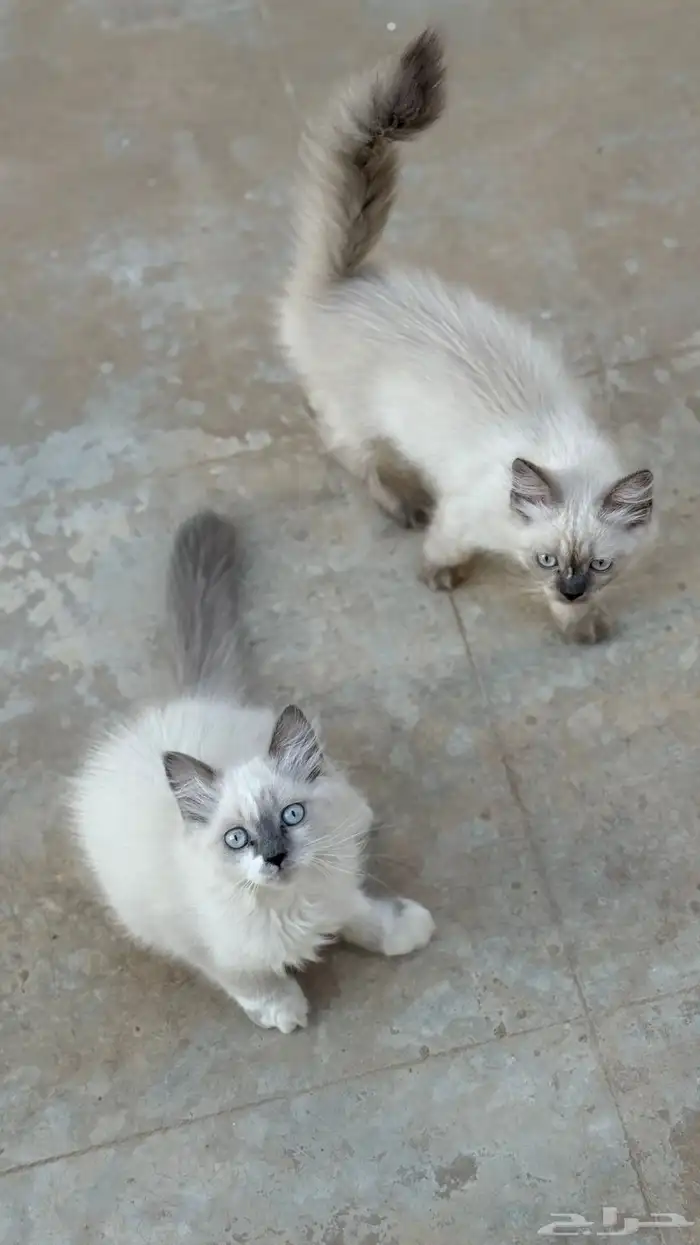 قطط شيرازي 0