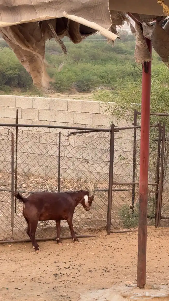 تيس ادهم للبيع 2