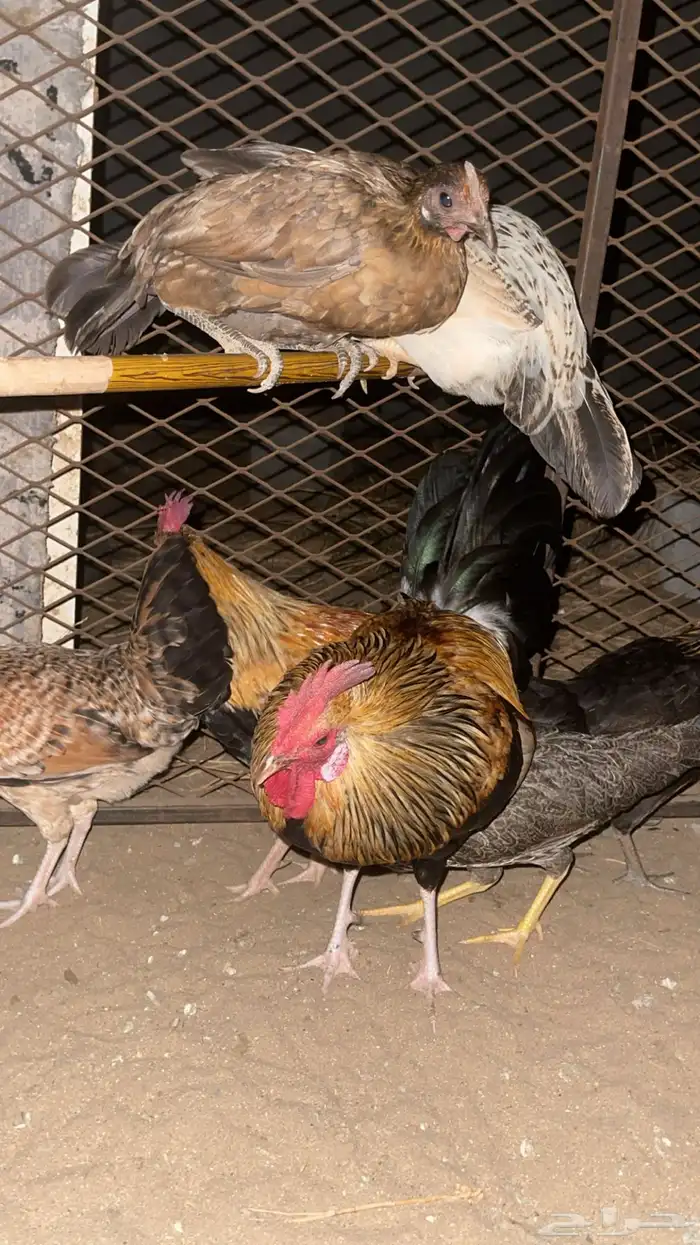 دجاج للبيع بلدي 0