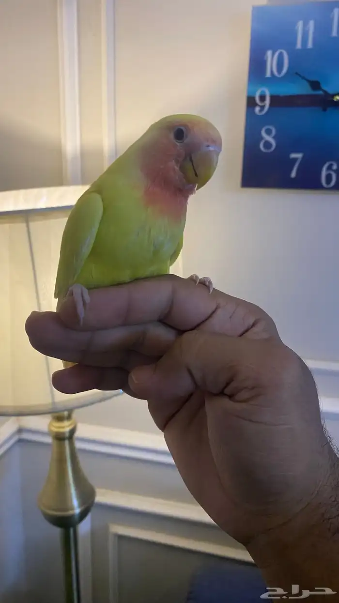 فرخ روز نهاية غر (( تم البيع خارج الموقع )) 2