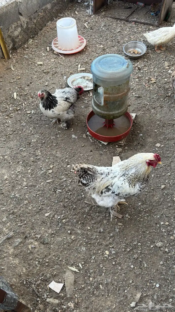 دجاج مسرول براهما 2