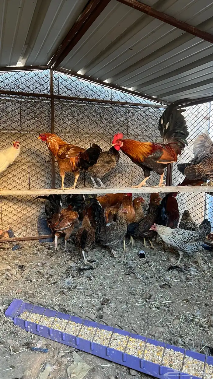 (دجاج بلدي ) 4