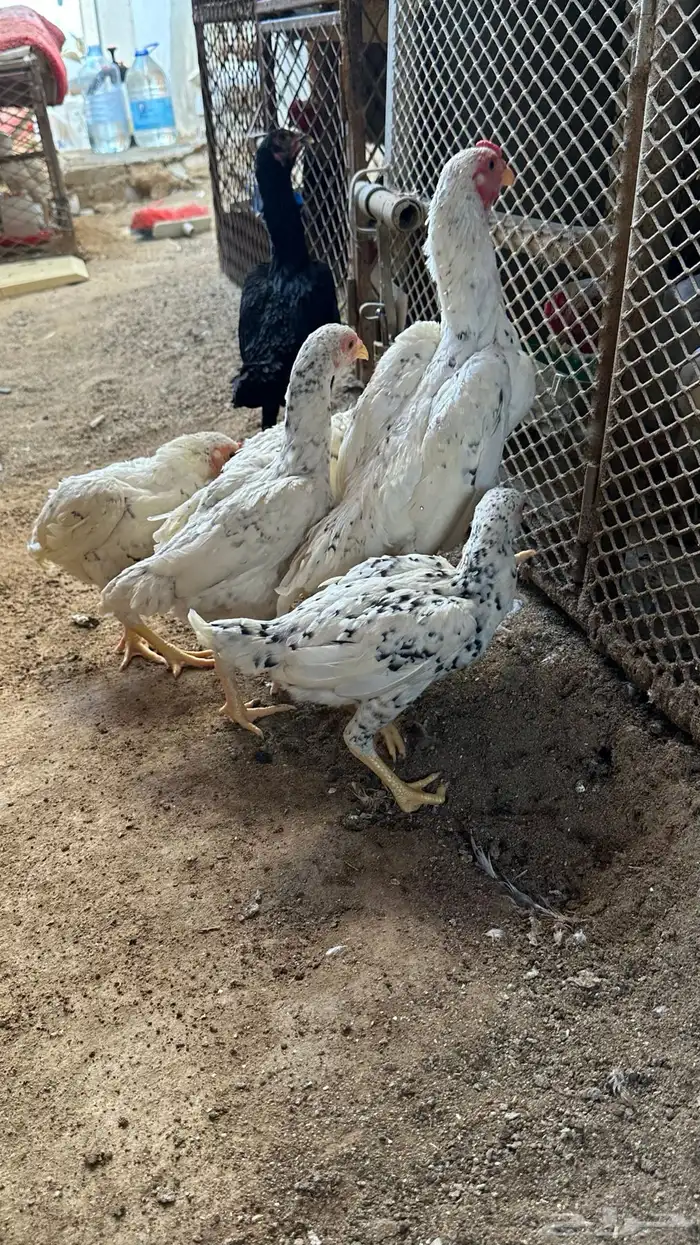 كوشامو القزم 3