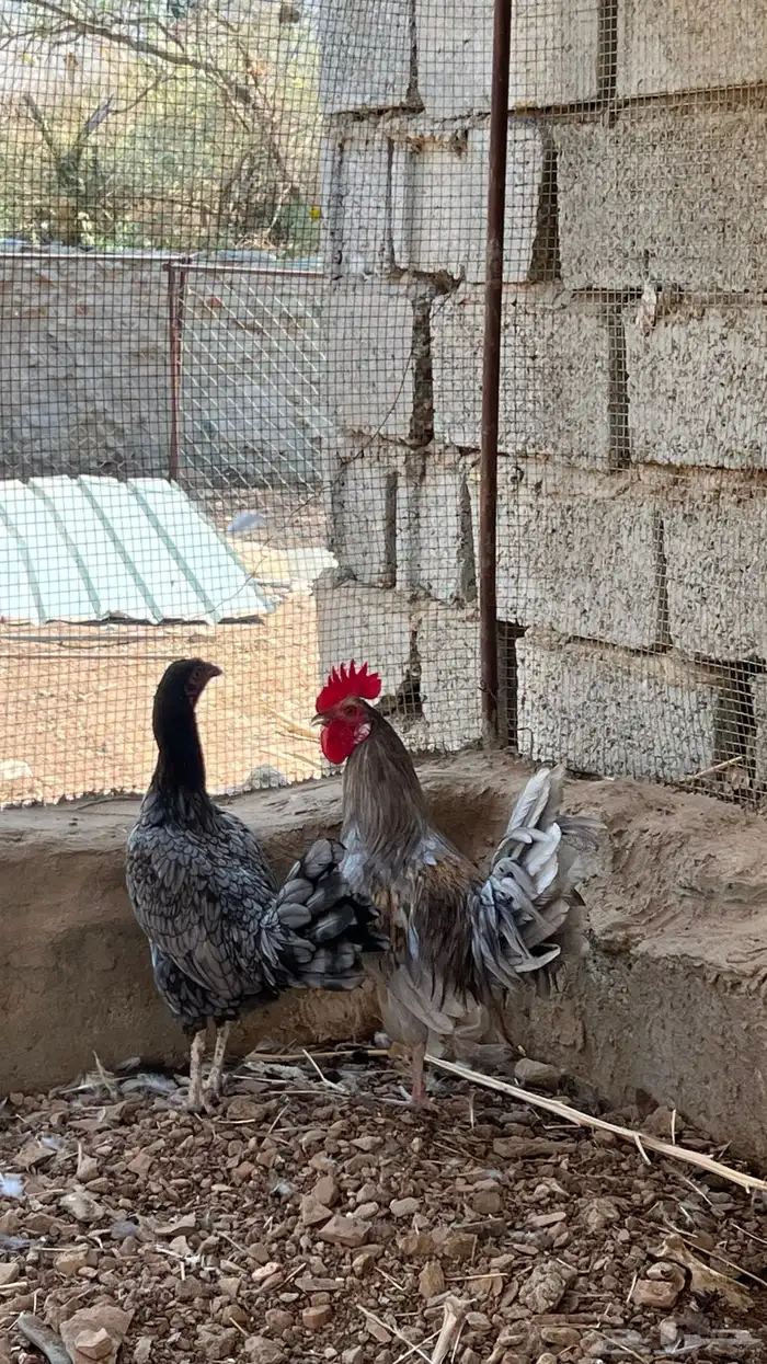 دجاج بلدي 0