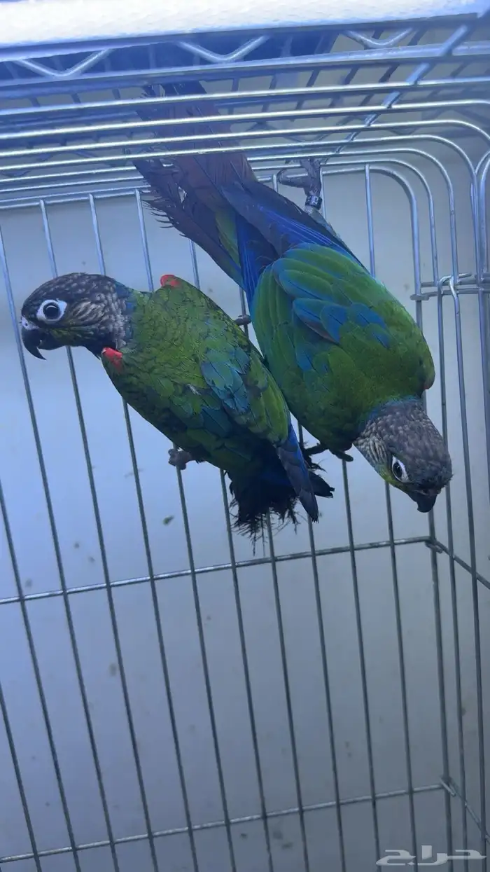 كنيور كريمسون 0