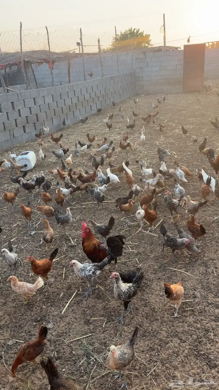 دجاج ديوكه بلدي للبيع 0
