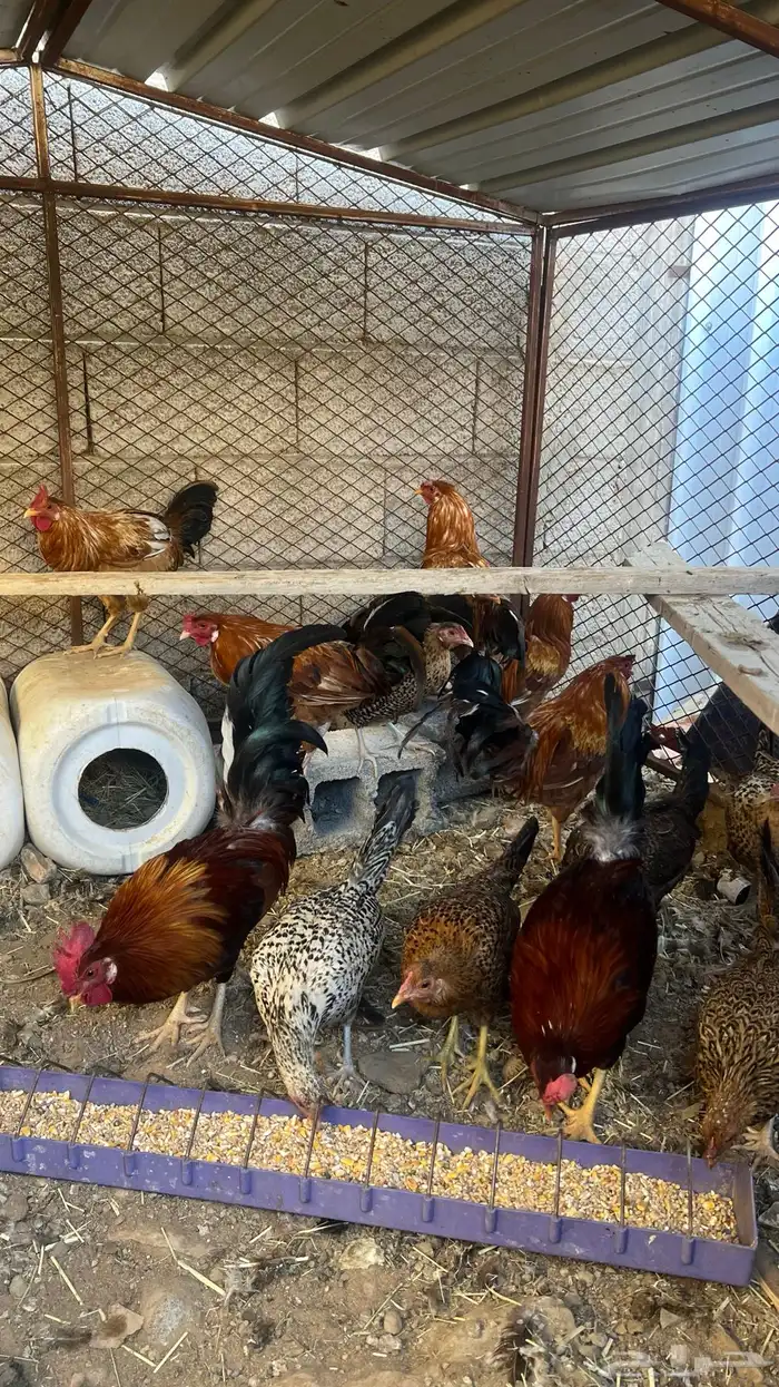 (دجاج بلدي ) 2