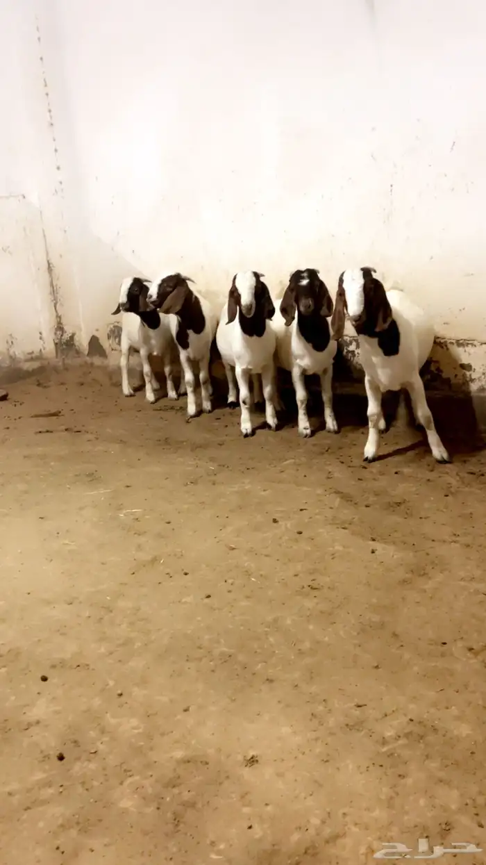 مشاريع فحول بورقوت 0