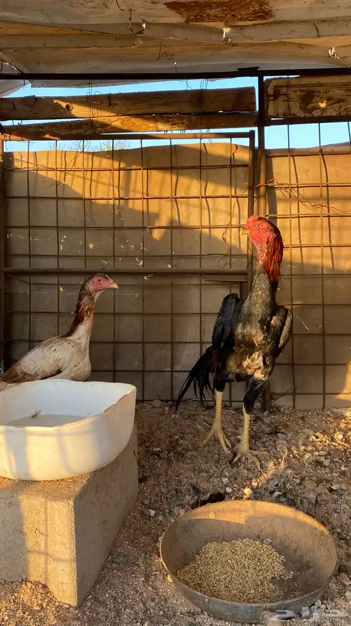 دجاجه وديك شامو 4