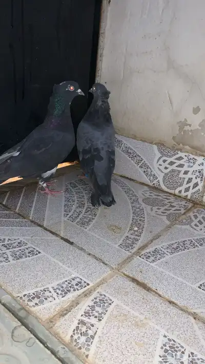 حمام قطيفي index