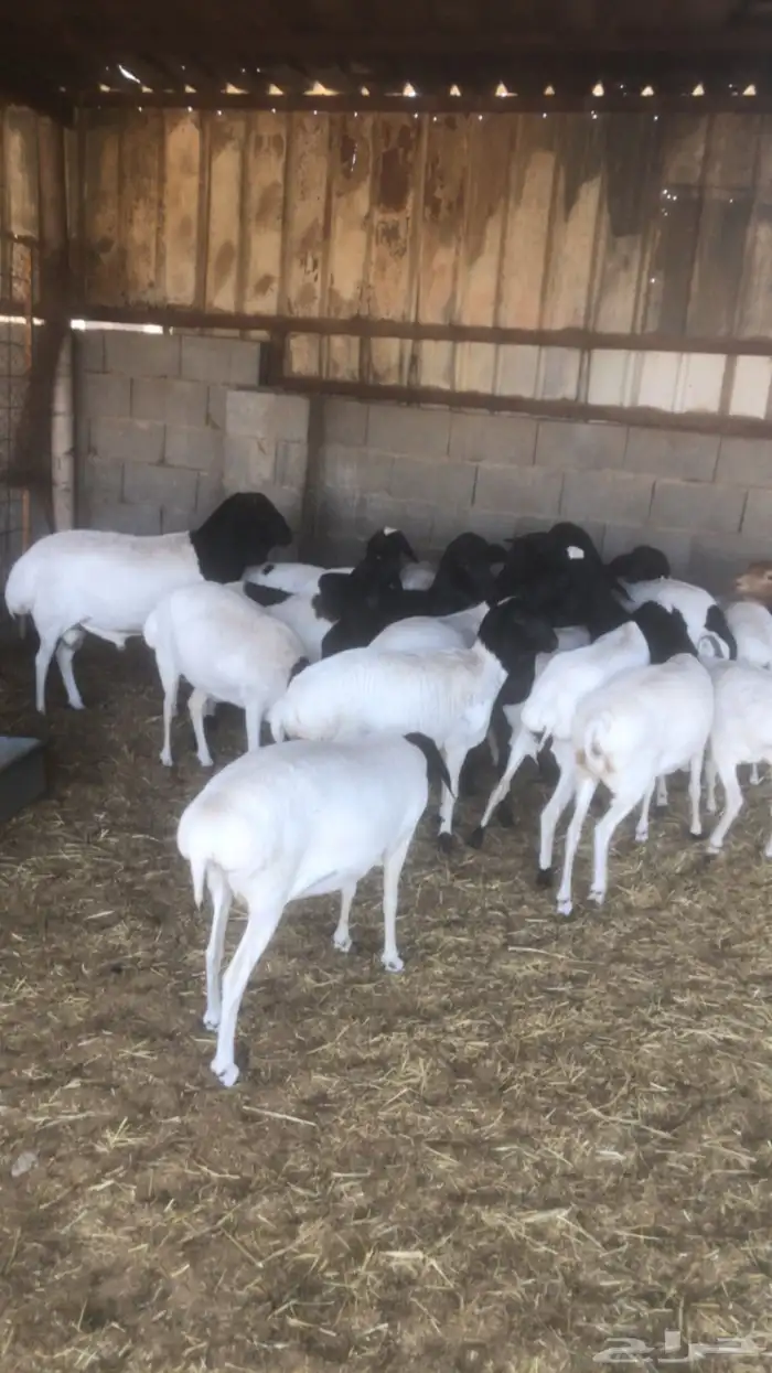 برابر للبيع 0