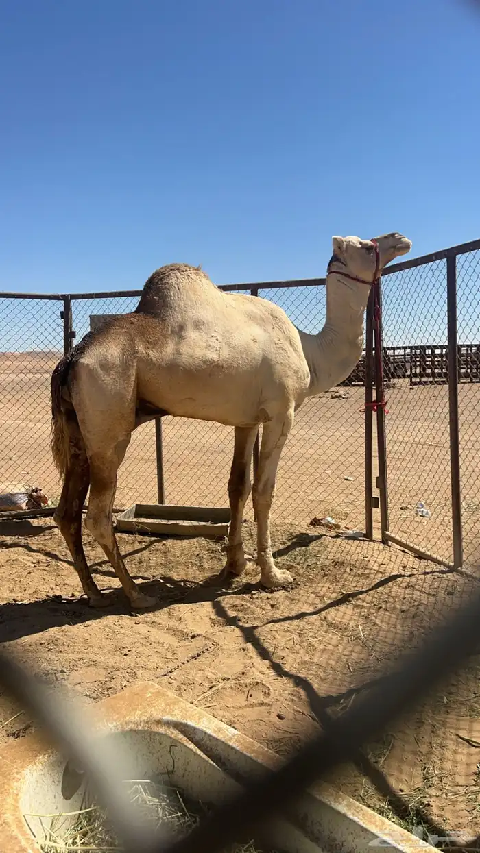 للبيع جمل فحل 0