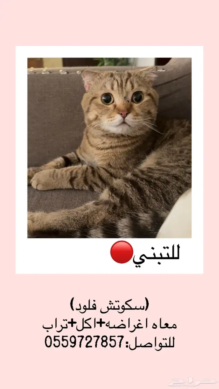 قط سكوتش ذكر-سنه 0