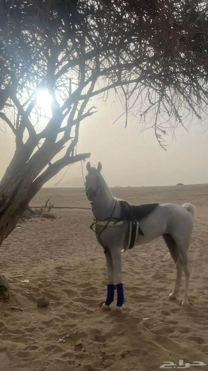حصان شعبي 2
