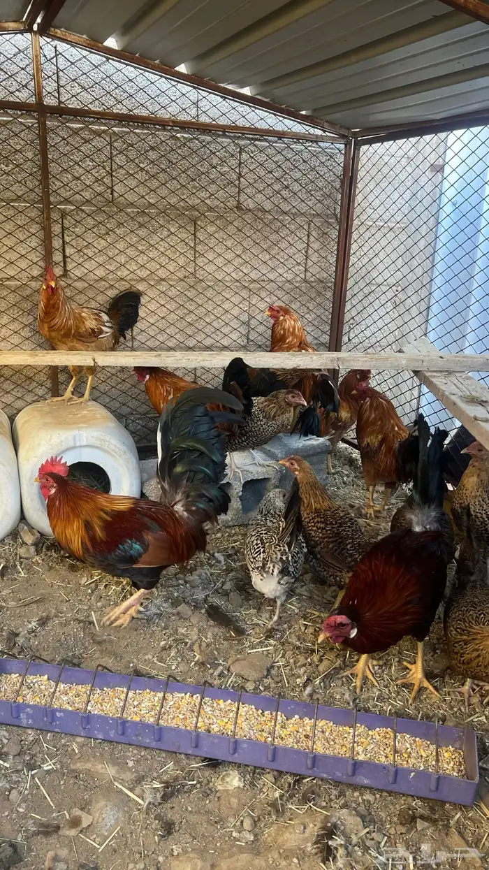 (دجاج بلدي ) 1