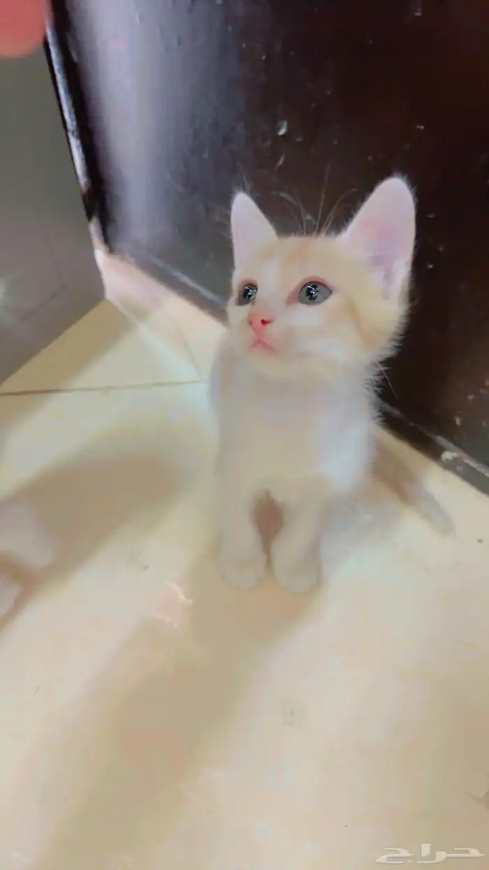 قطط للتبني 1