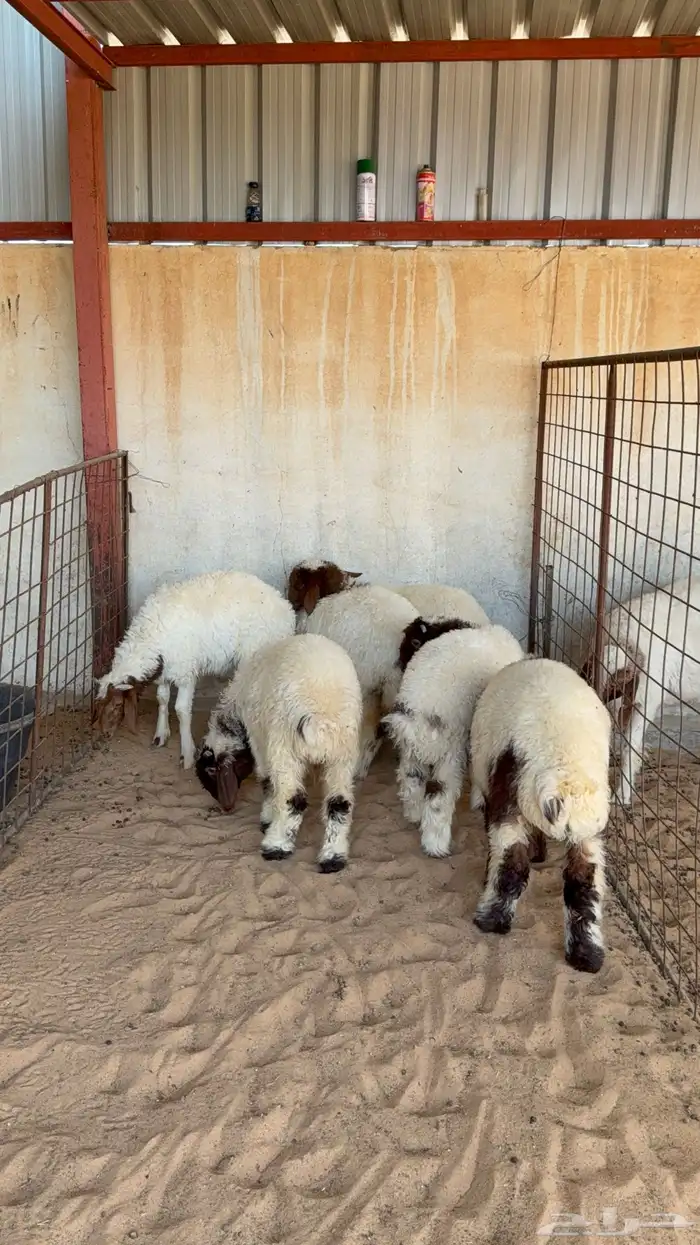 لباني نعيم العمر قريب 3 شهور 4 خرفان و2 رخال 3