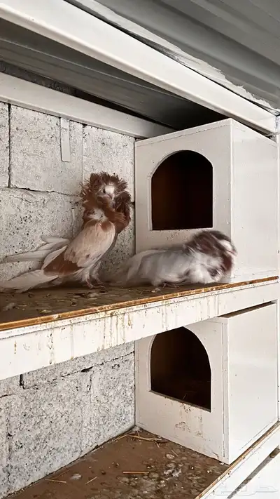 حمام هجين جكوبين index