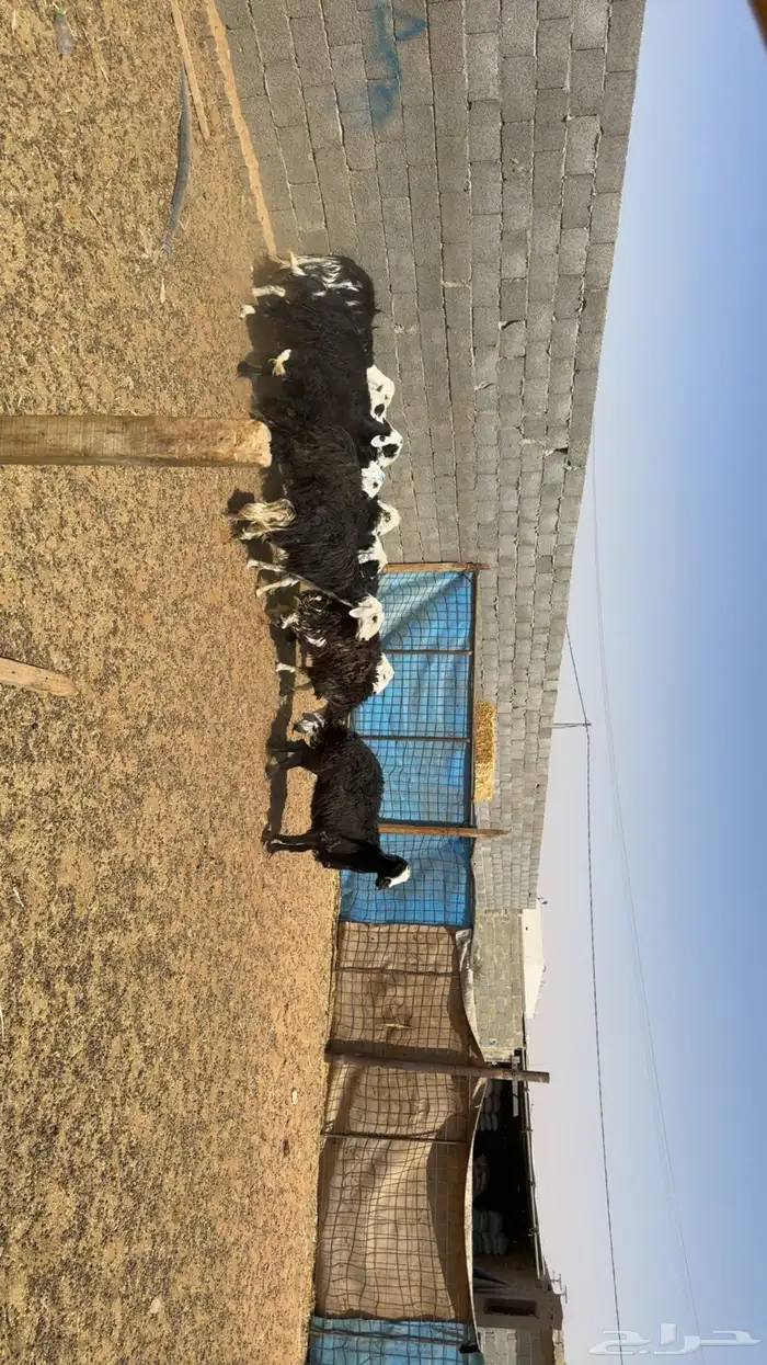 غنم دفيع ومقرعه 0