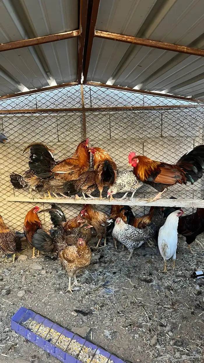 (دجاج بلدي ) 3