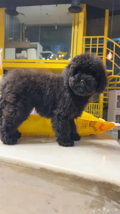 للبيع جرو بيور توي بودل مستوى عالي لون ملكي index