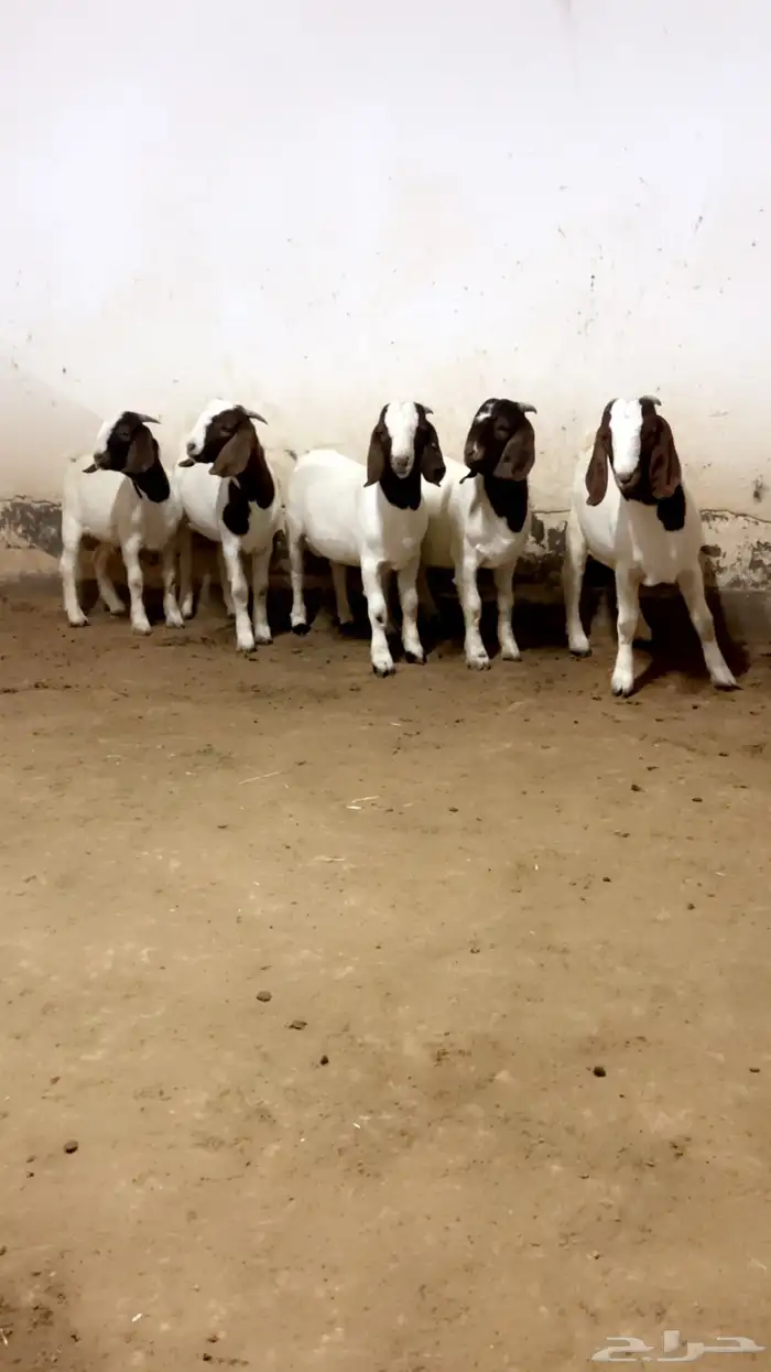 مشاريع فحول بورقوت 1