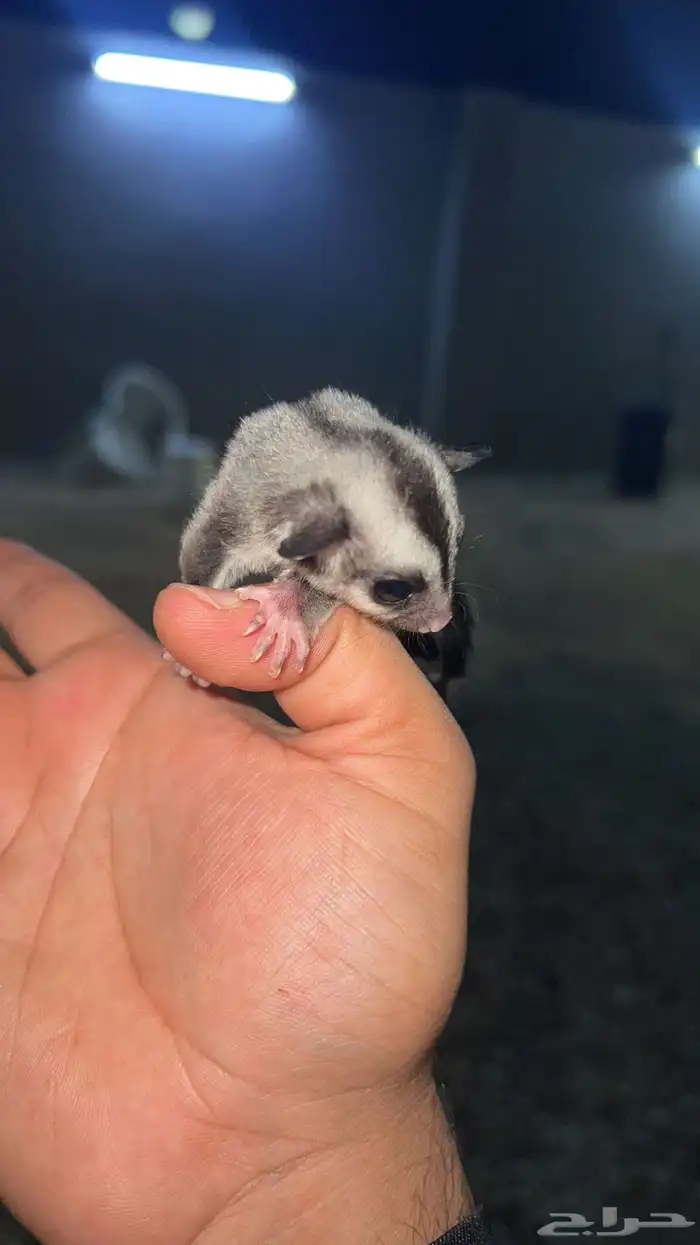 فروخ سنجاب شوقر القلايد العدد 2 1